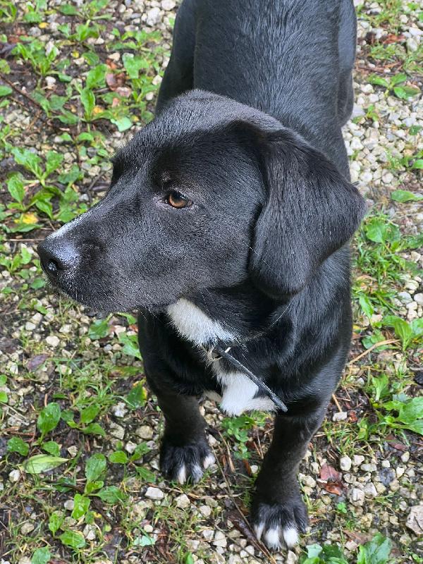 🐾 Bruno – Un Cucciolo Che Merita Una Seconda Occasione 🐾